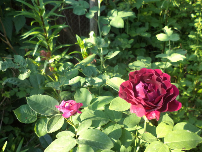 DSC04002 - ANUL 2015