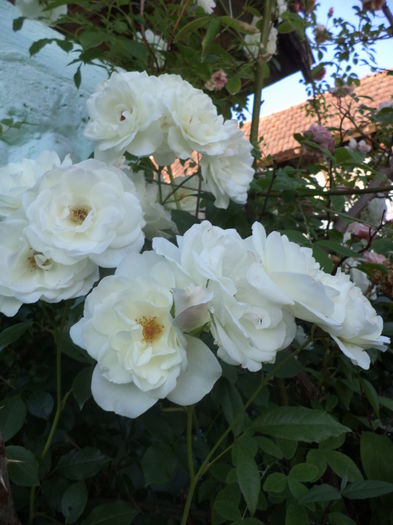 DSC04008 - ANUL 2015