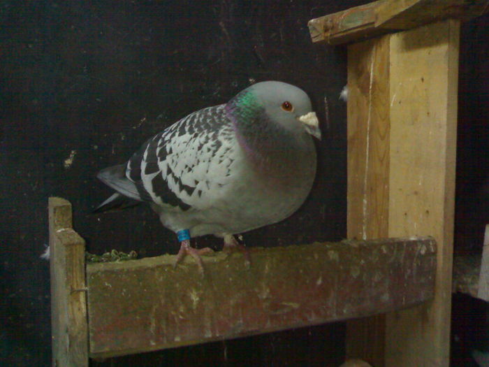M 2008 - Arhiva poze cu porumbei