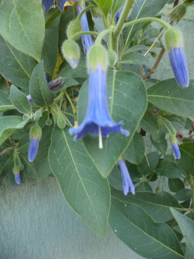 DSC04010 - ANUL 2015