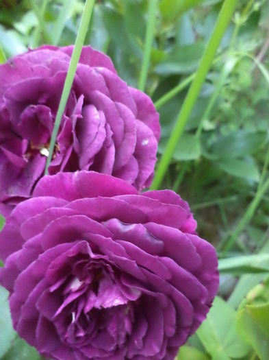 DSC04013 - ANUL 2015