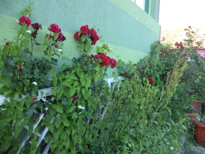 DSC04017 - ANUL 2015