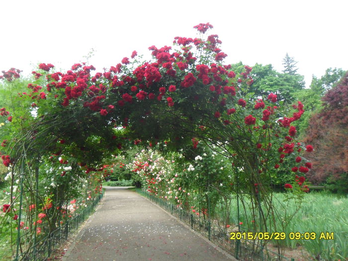 SAM_9706 - Trandafirii din Gradina Botanica Bucuresti