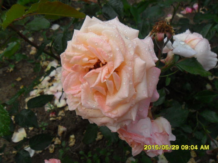 SAM_9708 - Trandafirii din Gradina Botanica Bucuresti
