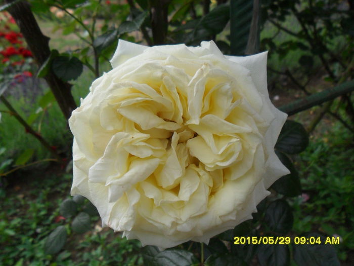 SAM_9709 - Trandafirii din Gradina Botanica Bucuresti