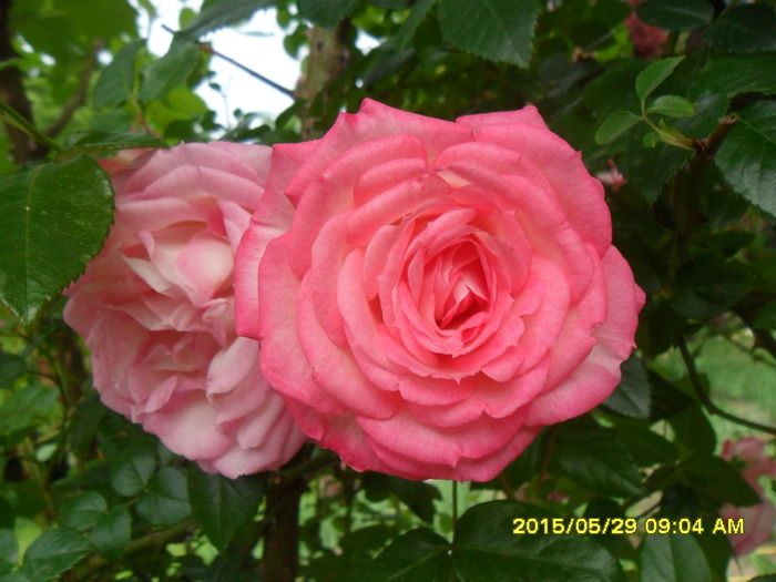SAM_9710 - Trandafirii din Gradina Botanica Bucuresti