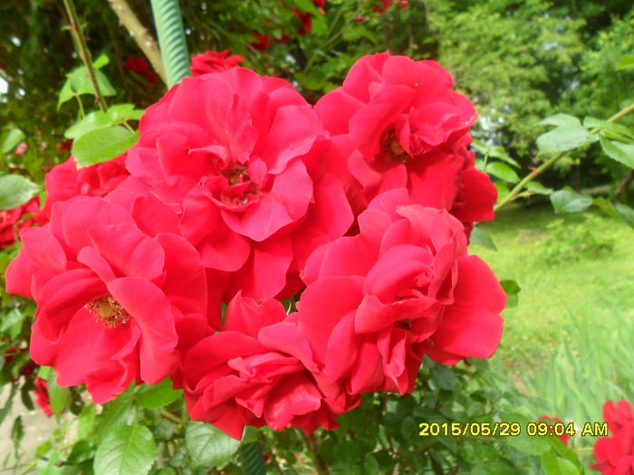 SAM_9711 - Trandafirii din Gradina Botanica Bucuresti