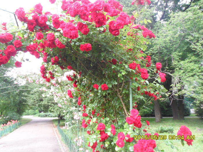 SAM_9712 - Trandafirii din Gradina Botanica Bucuresti