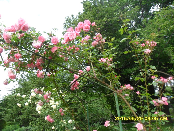 SAM_9713 - Trandafirii din Gradina Botanica Bucuresti