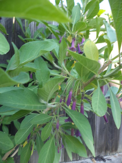 DSC04022 - ANUL 2015