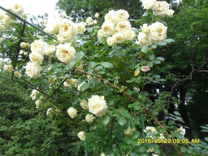 SAM_9714 - Trandafirii din Gradina Botanica Bucuresti