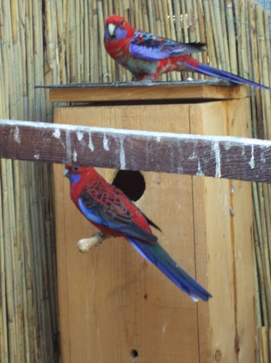 Rosella penant-platycercus elegans