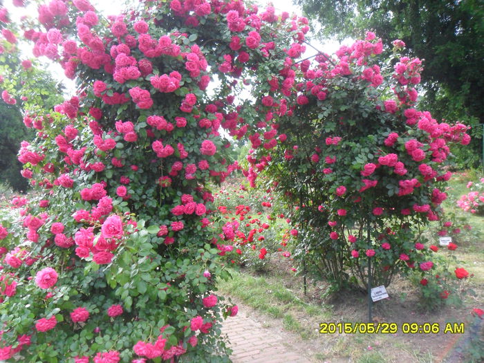 SAM_9715 - Trandafirii din Gradina Botanica Bucuresti