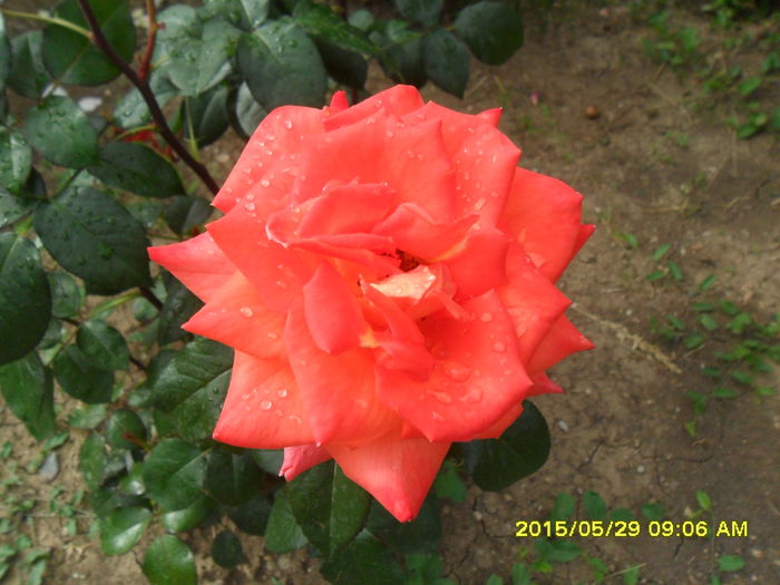 SAM_9716 - Trandafirii din Gradina Botanica Bucuresti