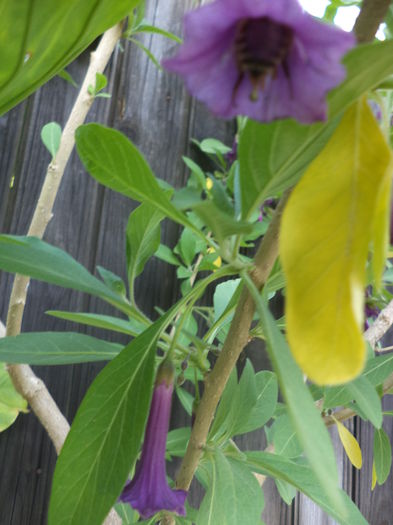 DSC04023 - ANUL 2015