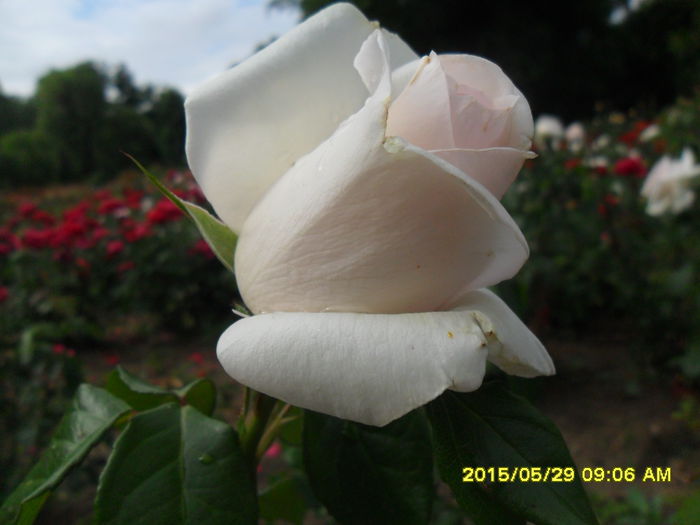 SAM_9717 - Trandafirii din Gradina Botanica Bucuresti