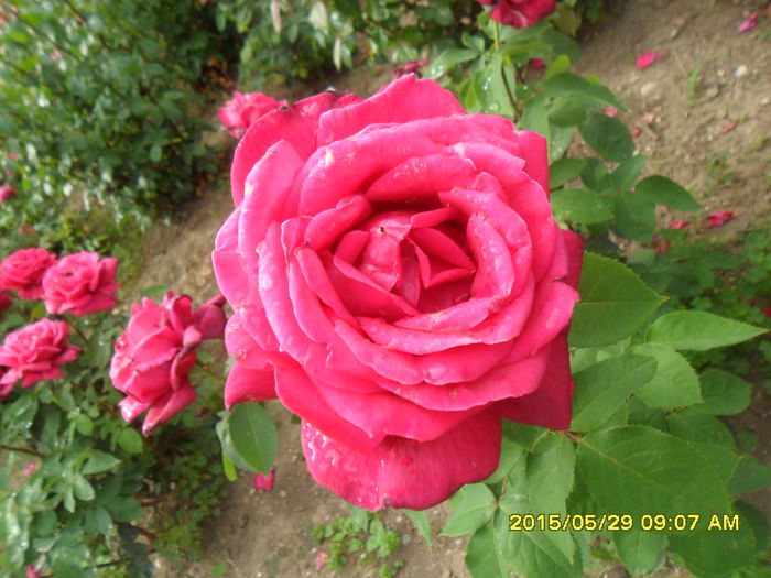 SAM_9718 - Trandafirii din Gradina Botanica Bucuresti