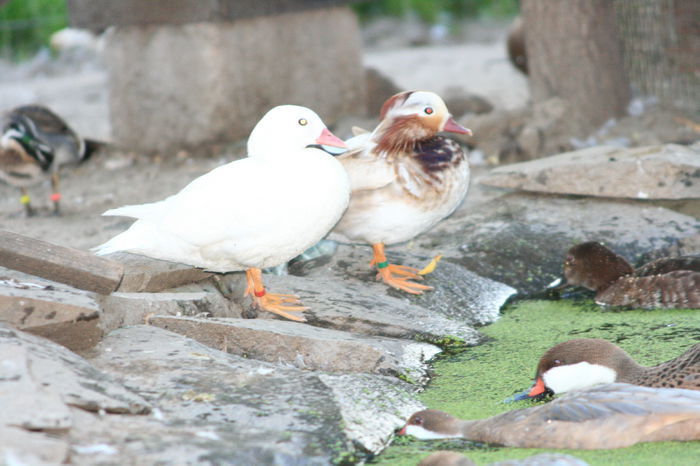 alba cu galben - rata mandarin