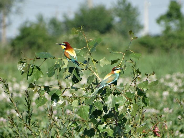 Prigoria; Merops apiaster
