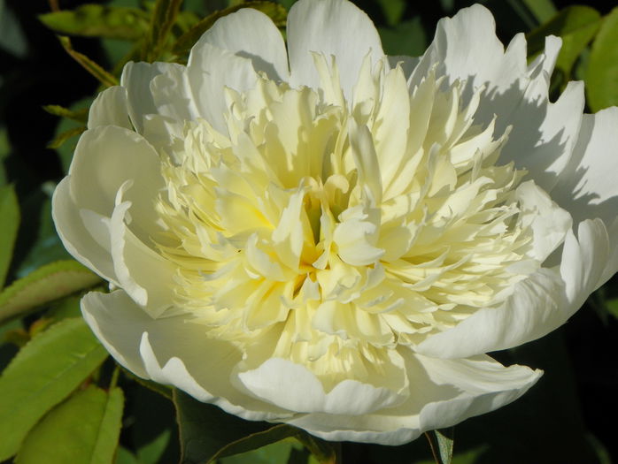 Charlies White - Bujori 2015
