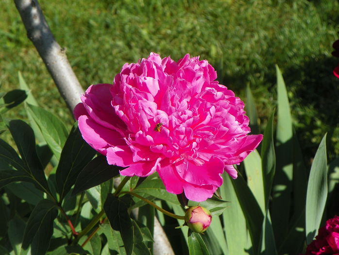 Edulis Superba - Bujori 2015