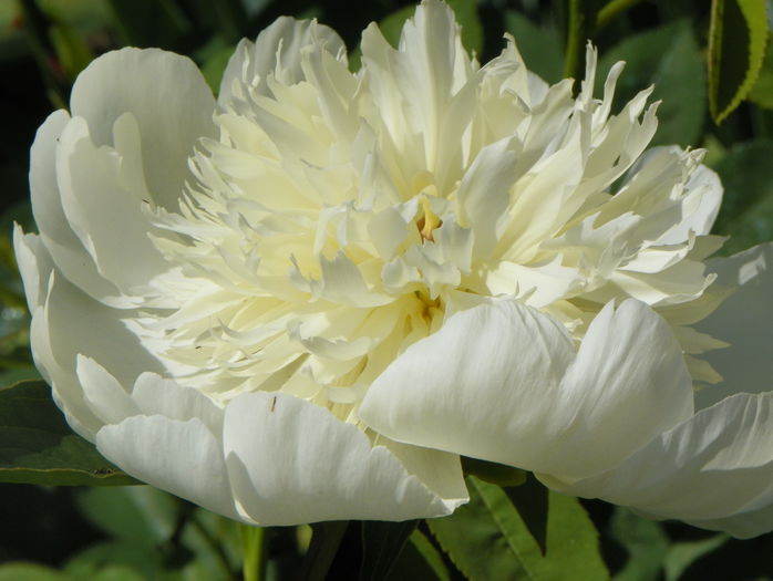 Charlies White