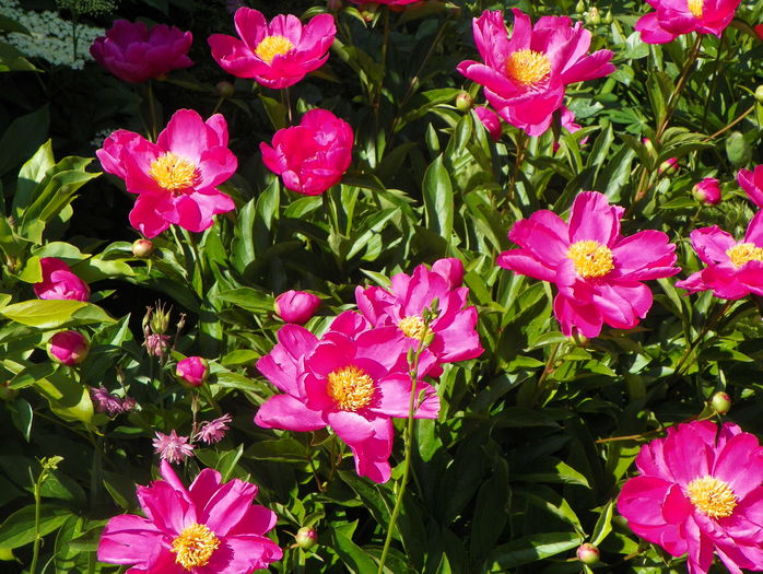 Dancing Butterfly - Bujori 2015