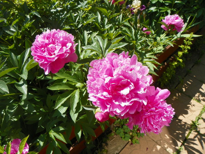 Dr. Alexander Fleming - Bujori 2015