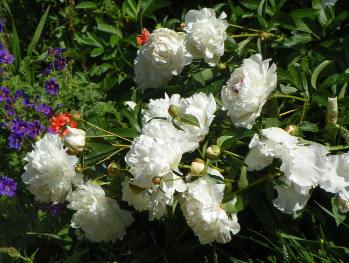 Festiva Maxima - Bujori 2015