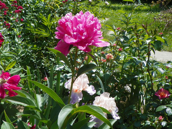 Edulis Superba