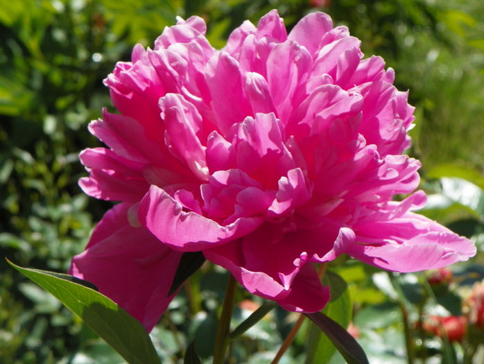 Edulis Superba