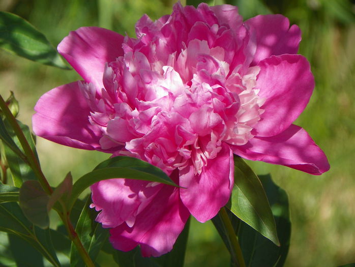 Edulis Superba - Bujori 2015