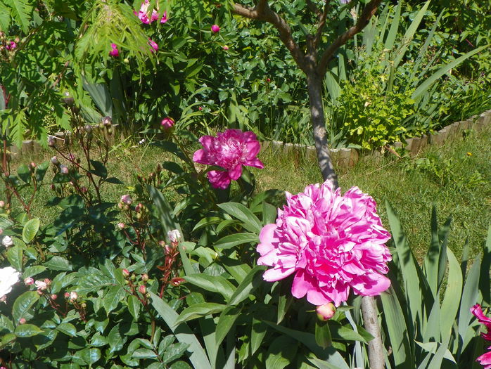 Edulis Superba - Bujori 2015