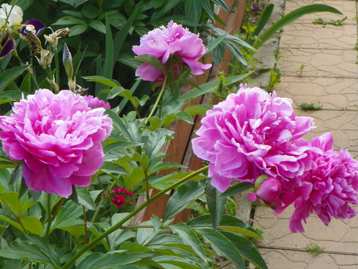 Dr. Alexander Fleming - Bujori 2015