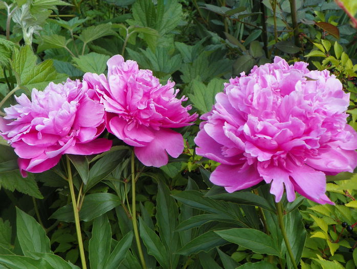 Dr. Alexander Fleming - Bujori 2015