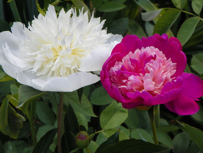 Charlies White si Gay Paree - Bujori 2015