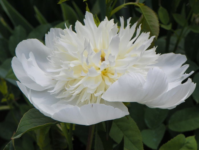 Charlies White - Bujori 2015