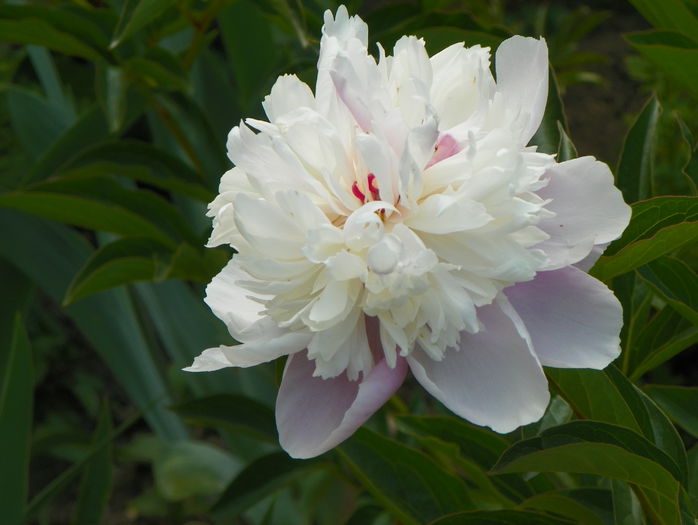 Sorbet? - Bujori 2015