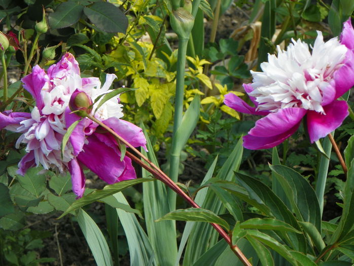 Celebrity - Bujori 2015