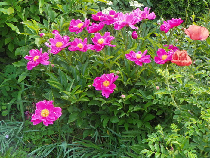 Dancing Butterfly - Bujori 2015