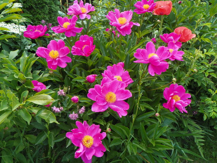 Dancing Butterfly - Bujori 2015