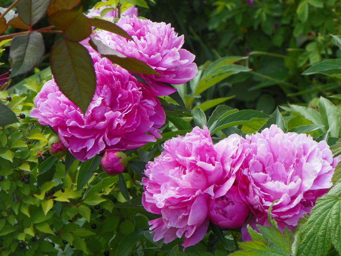 Dr. Alexander Fleming - Bujori 2015