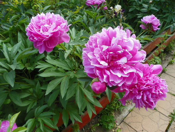 Dr. Alexander Fleming - Bujori 2015