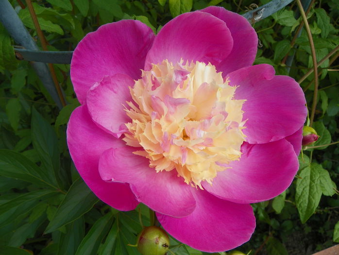 Wladyslawa - Bujori 2015