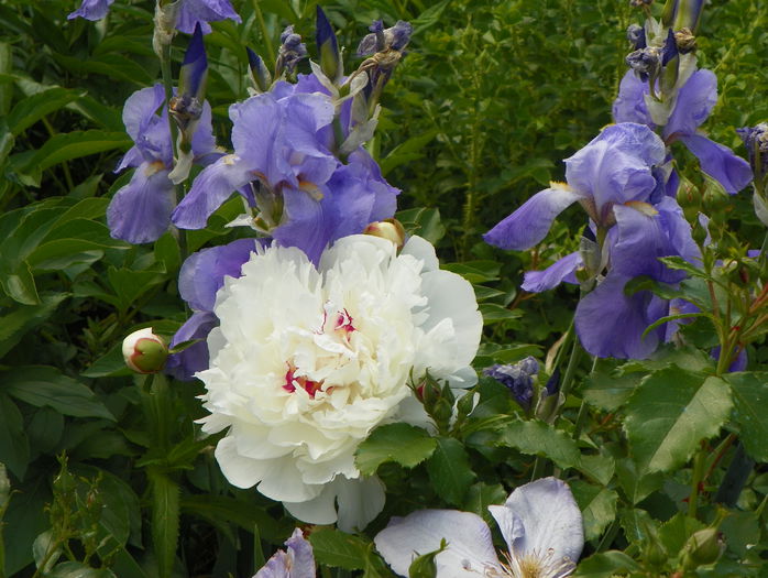 Festiva Maxima - Bujori 2015