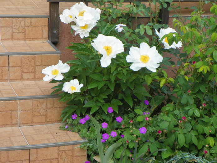 Krinkled White - Bujori 2015