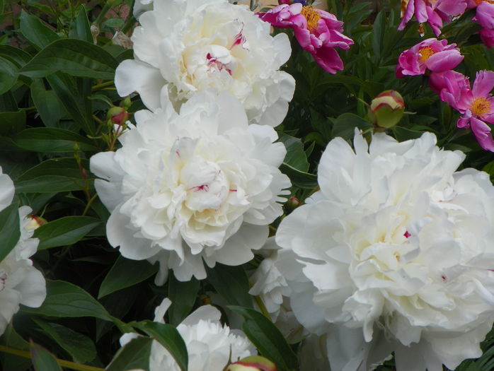 Festiva Maxima - Bujori 2015