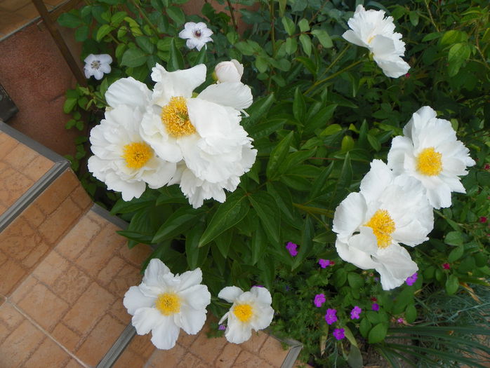 Krinkled White - Bujori 2015