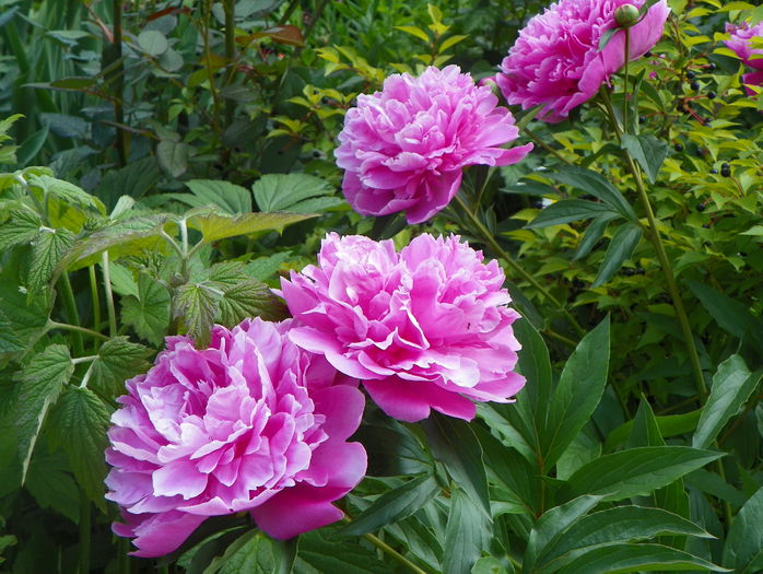 Dr. Alexander Fleming - Bujori 2015