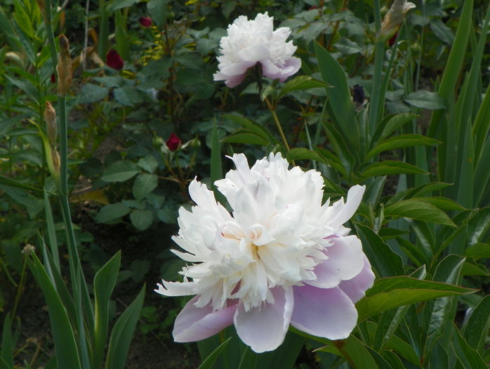 Sorbet? - Bujori 2015